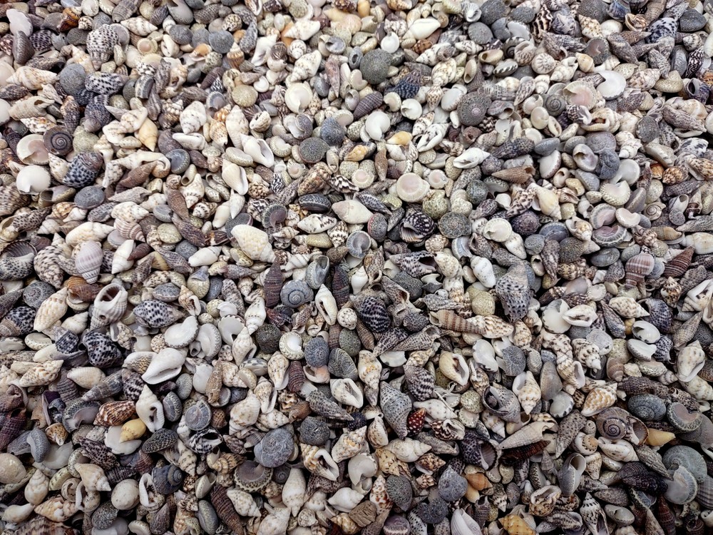 Extra Tiny Seashell Assorted Ocean Mix (approx. 1 cup of shells 0.25+ inches)
