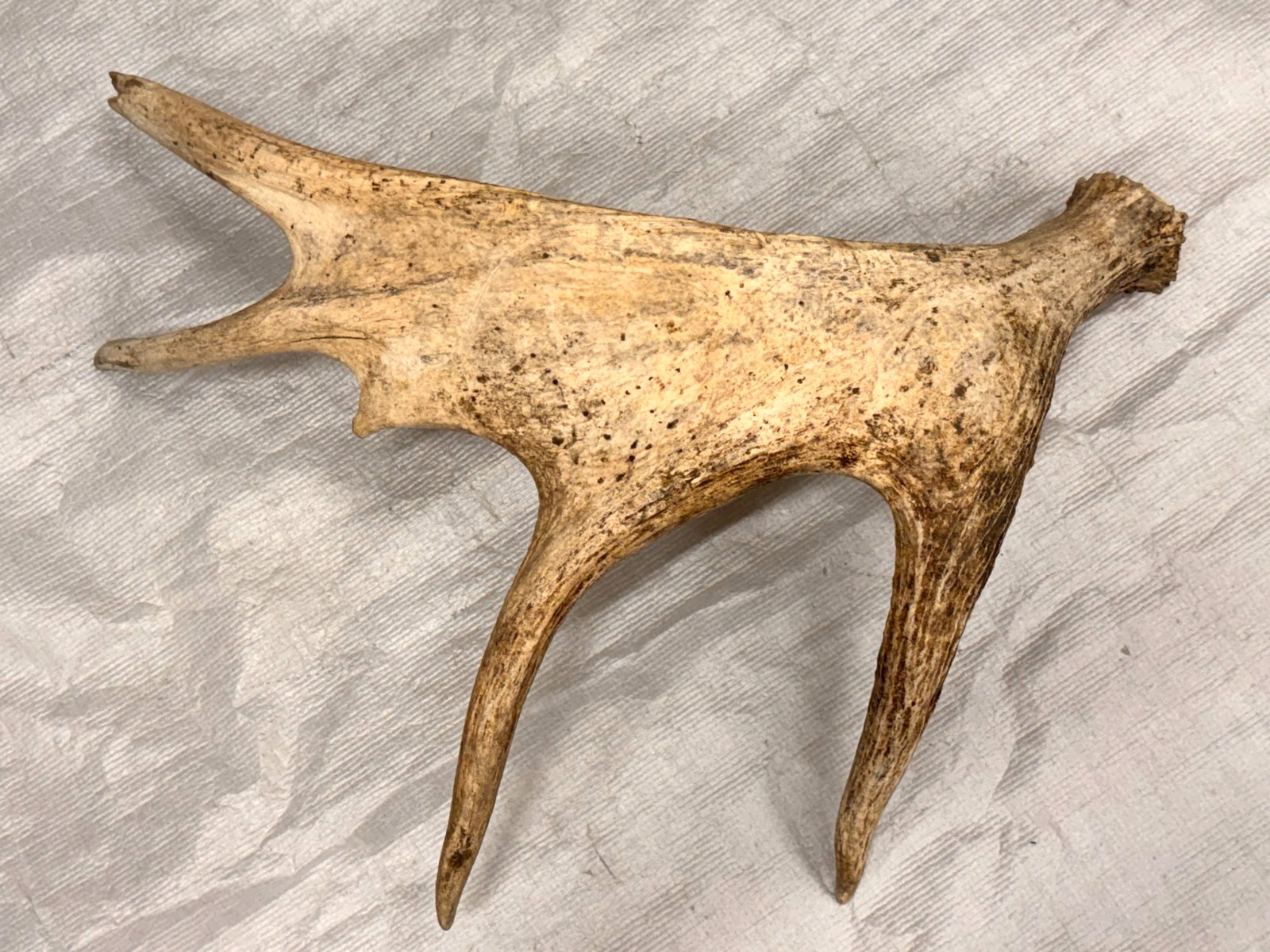 Real moose antler craft natural art antlers decor rustic home cabin gift display