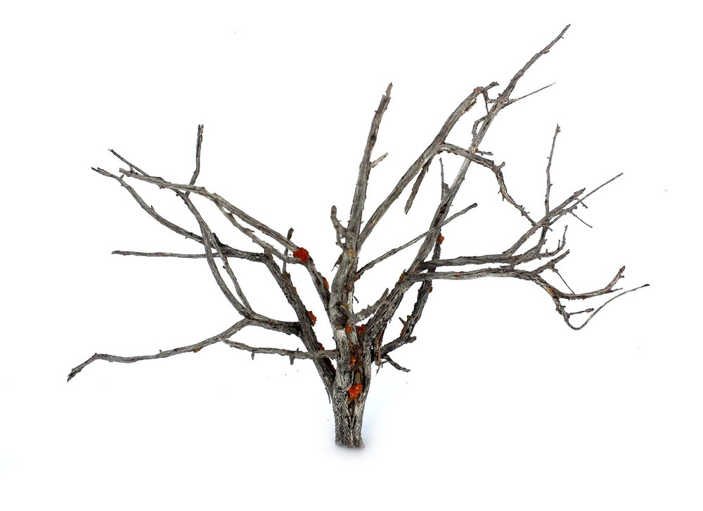 Miniature Trees ~ 20 2" Wargaming, MODEL RAILROAD TREE ARMATURES DEAD FALLS