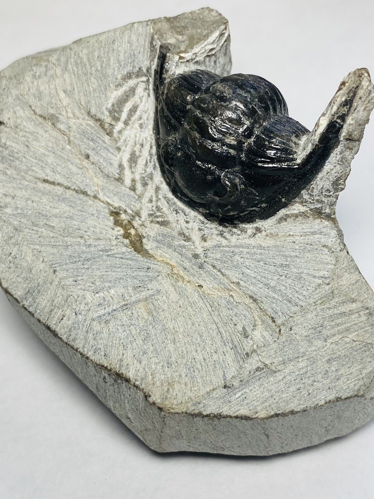 Bargain Trilobite