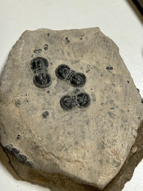 PERONOPSIS FOSSIL FIVE MULTIPLE TRILOBITE PLATES #6