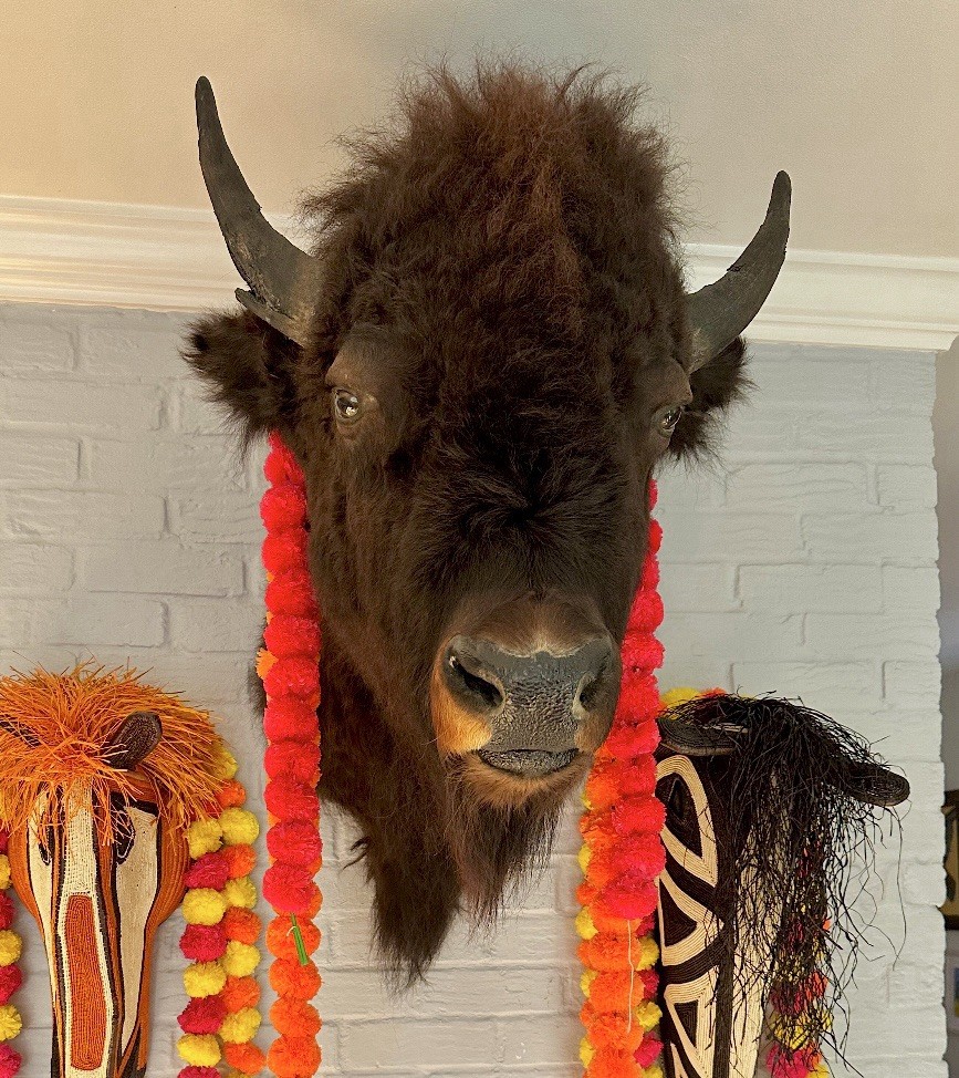 Bison shoulder Mount