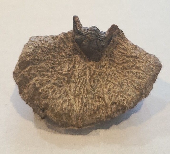 SMALL DEVONIAN TRILOBITE MORROCON UNUSUAL 400 MYO