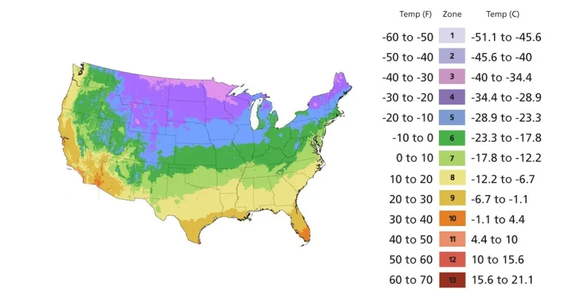 50pc Big Flower Faced Cat Orchid Seeds Are Full Of Fragrant Potted Garden Plants