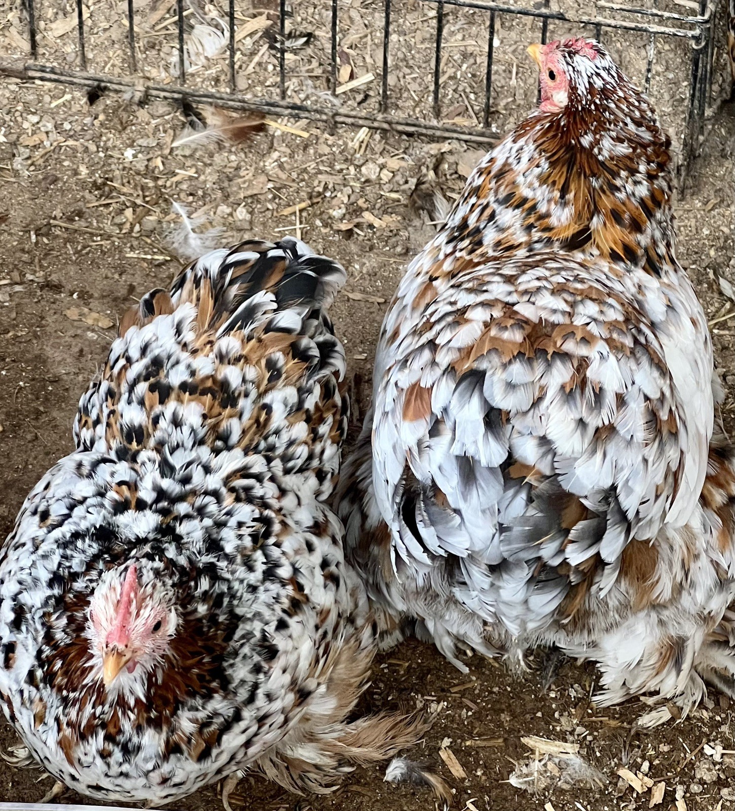 Dozen Mille Fleur Bantam Cochin Eggs