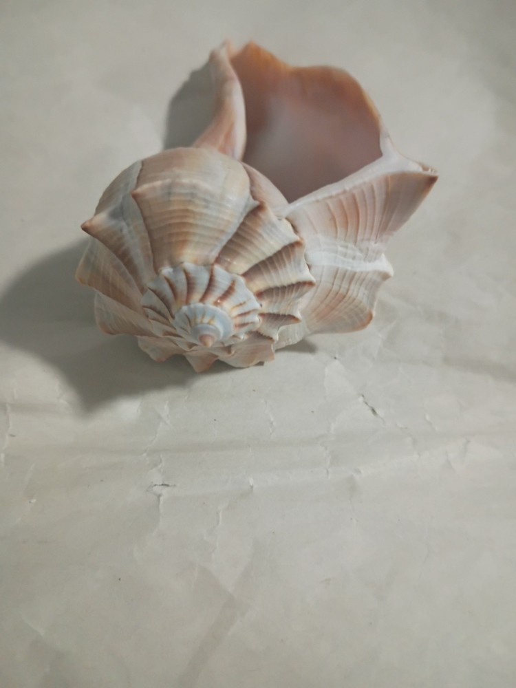 Lightning Whelk Shell