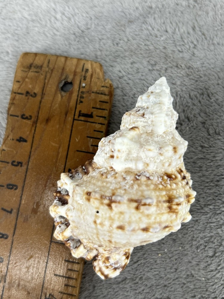 Large Pacific Lampas Shell Seashell 3.25" Beach Cottage Decor