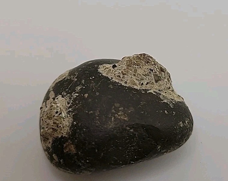 Real Permineralized Reptile Egg Fossil
