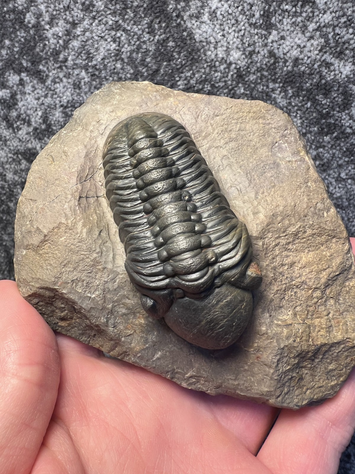 Reedops Trilobite Fossil – Detailed Collector Specimen