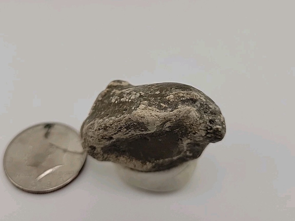 Real Permineralized Reptile Egg Fossil