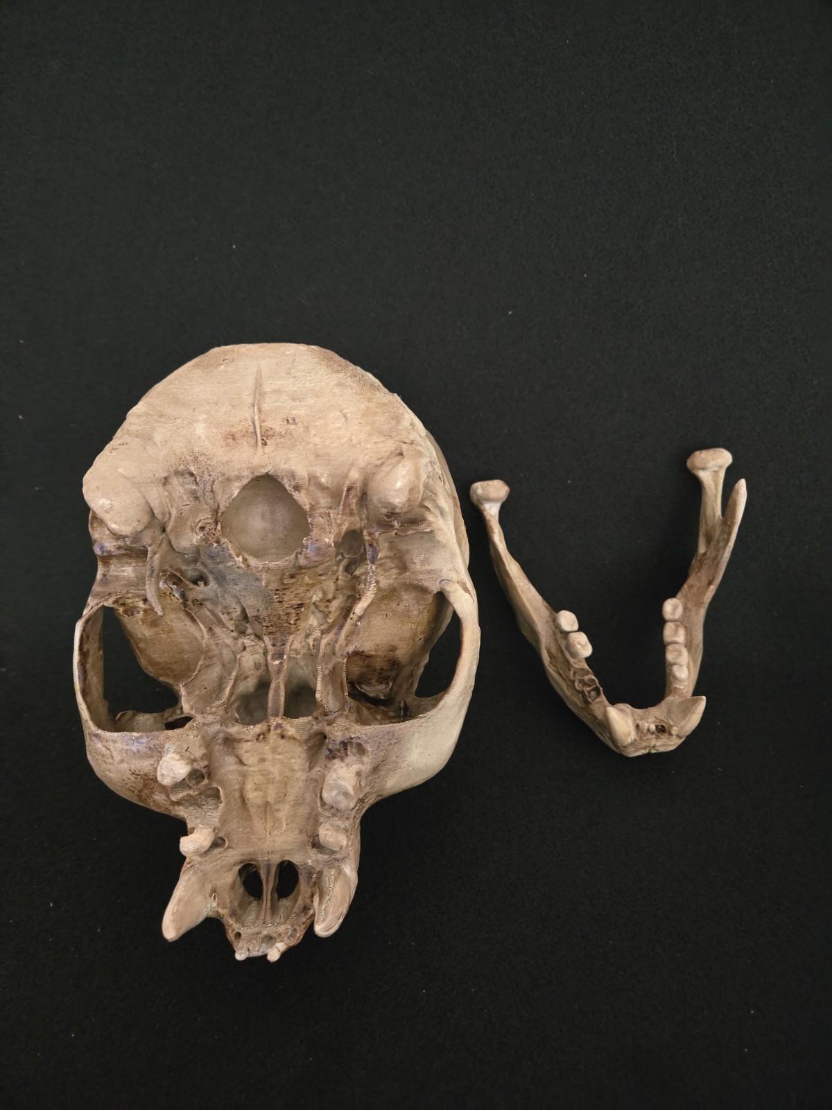 Bigfoot Skull Realistic "Large"