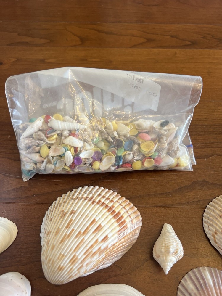 Mixed Seashells S/M Assorted Craft Shells Mix 1-3" 80+ pcs
