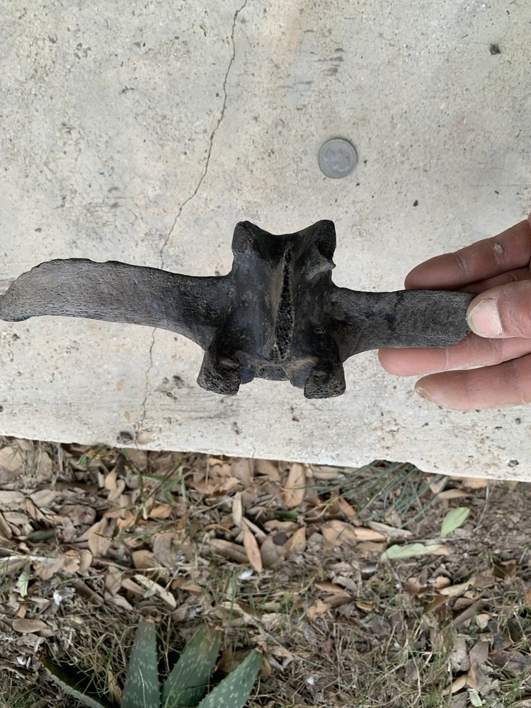 Fossilized Bison Bone