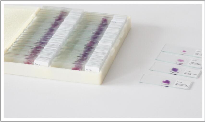 100PCS Mammals Pathology Microscope Prepared Slides Set Specimen
