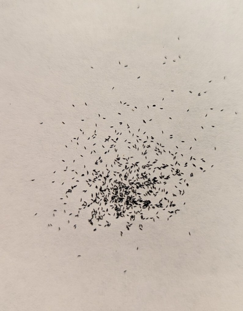 250+ Drosera capensis Cape sundew carnivorous plant seeds!