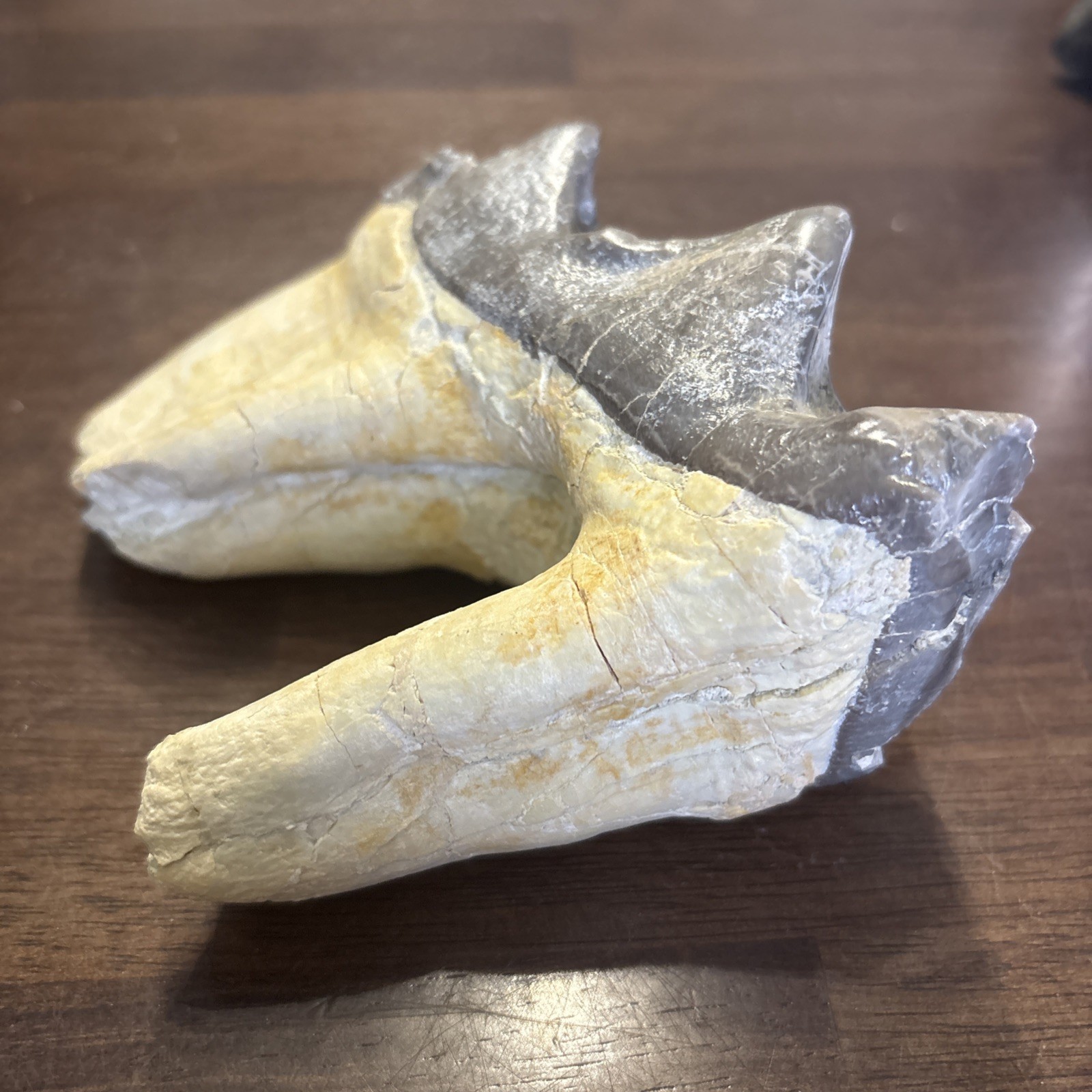 Rhino Lower molar Titanothere Late Eocene 35 Mill Fossil