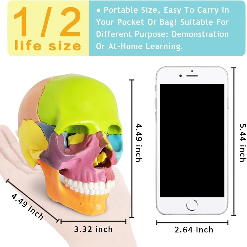 Human Skull Model with Painted Sutures
