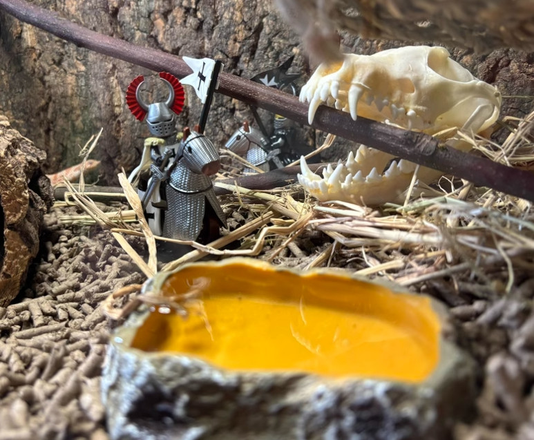 New 10Pcs Real Fox Skull Taxidermy Real Bone Skeleton Halloween Decoration Gift