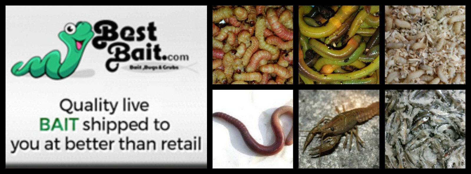 Butterworms, Butter Worms, Live Bait Pet Feeders Free Shipping