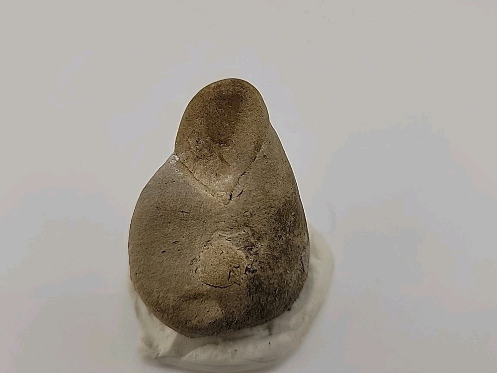 Egg Fossil Permineralized Snake 🐍