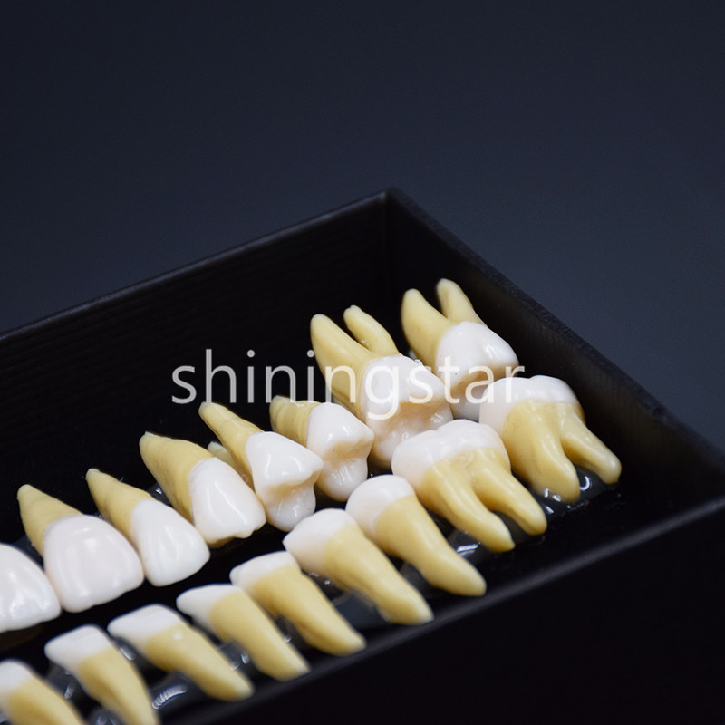 Full Upper Lower Tooth 1:1 Permanent Teeth Demonstration Teach Study Model 7008