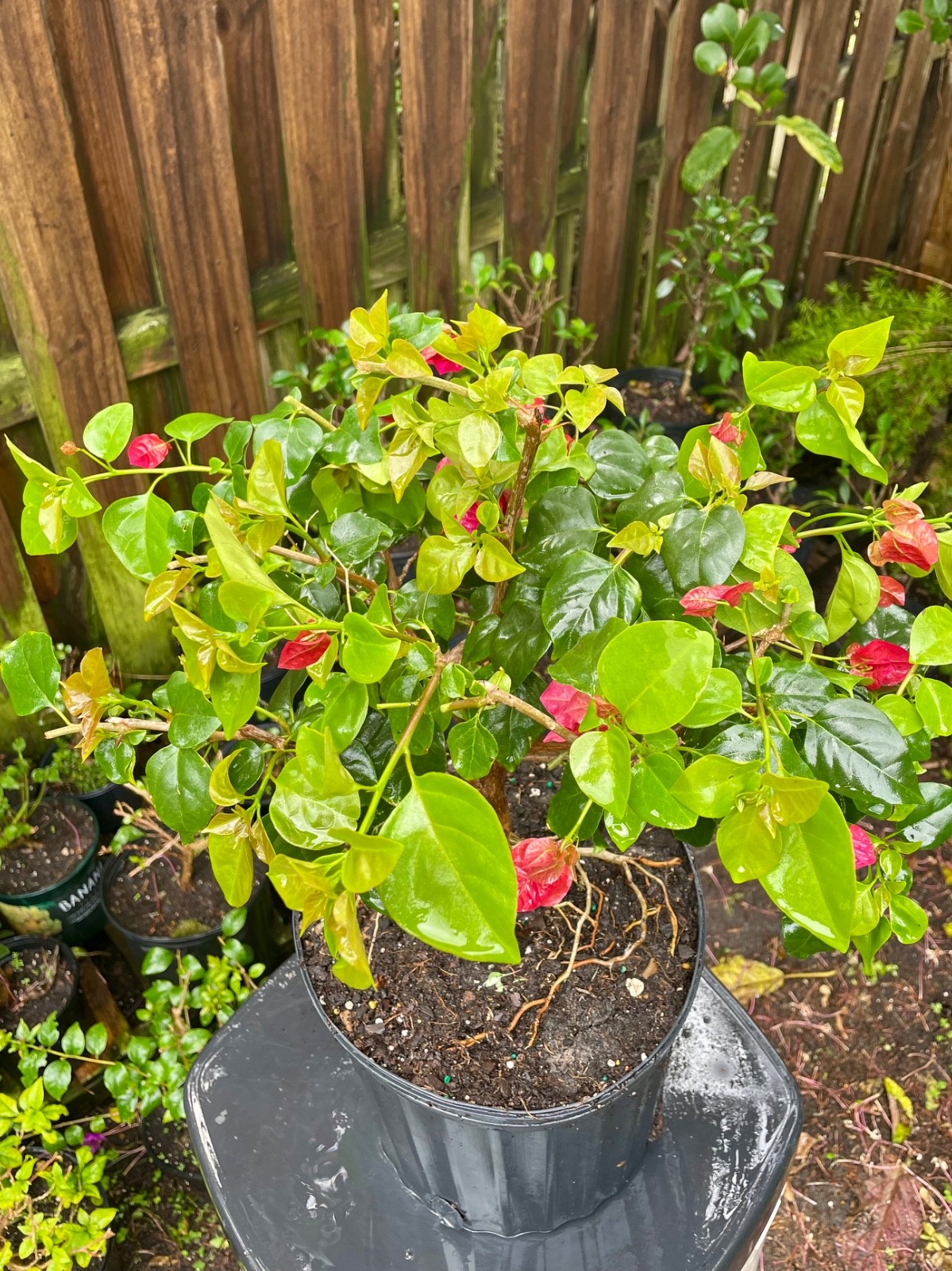 Bonsai Style Pre-bonsai Fuchsia Bougainvillea Tree 6 years