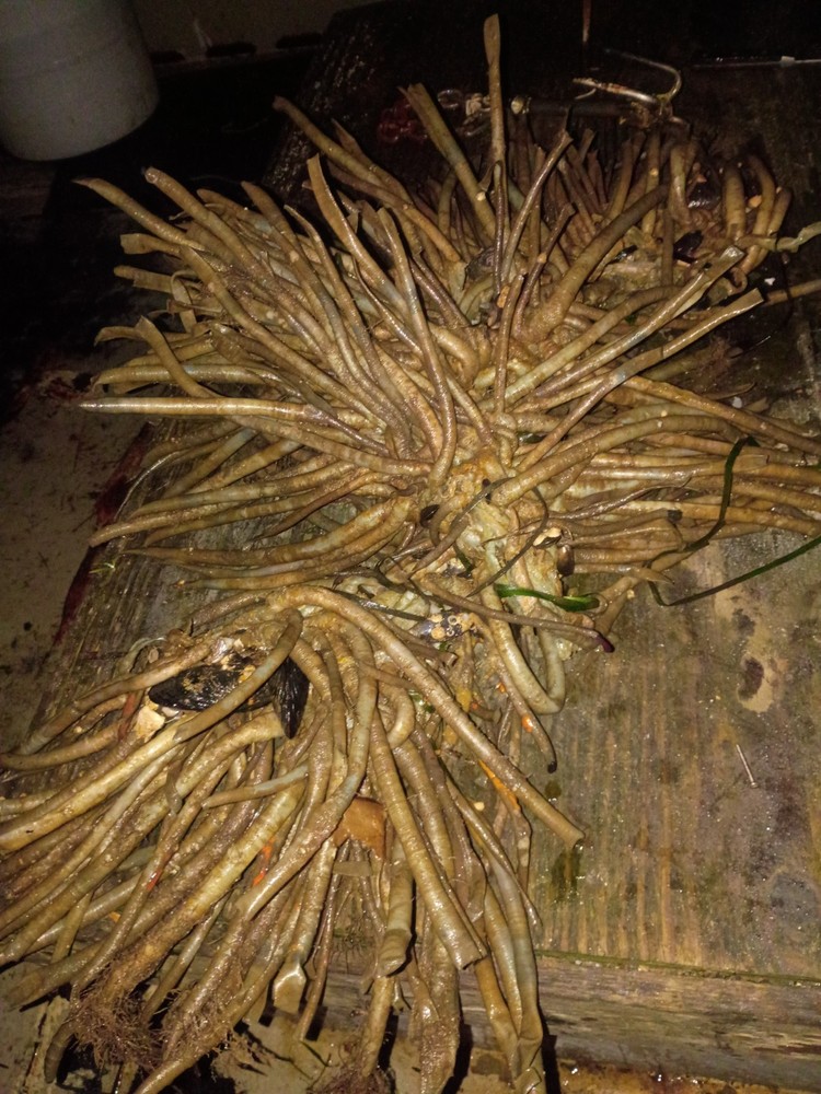 Live Tube Worms Large