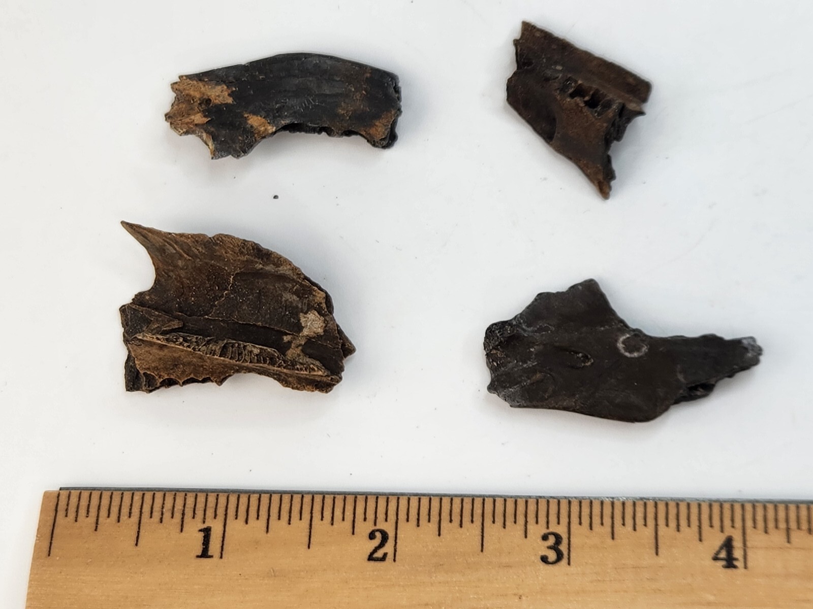 Mammal Jaw Fossil - Florida - Pleistocene Ice Age - 1 Per Purchase