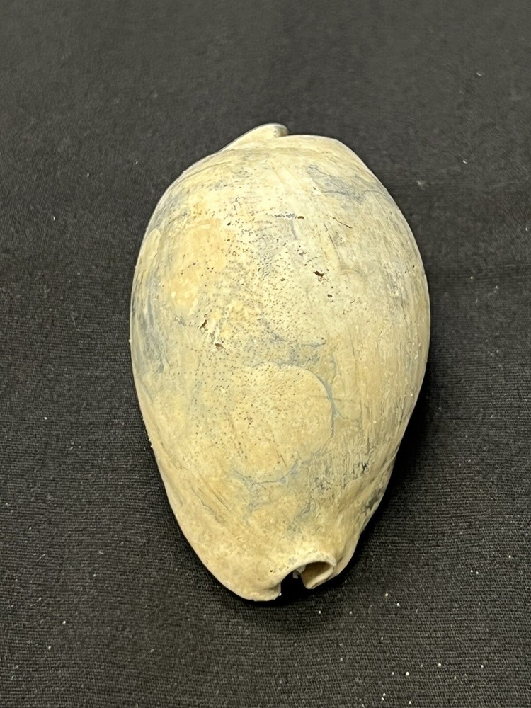 EXTINCT Fossilized COWRIE Shell From Central Florida - Pliocene Era.