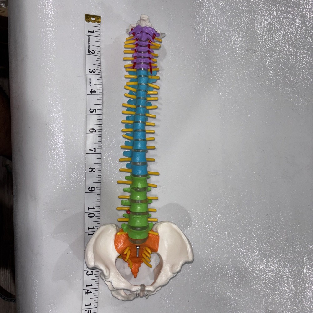 Human Spine Model Skeleton Model Anatomical Model