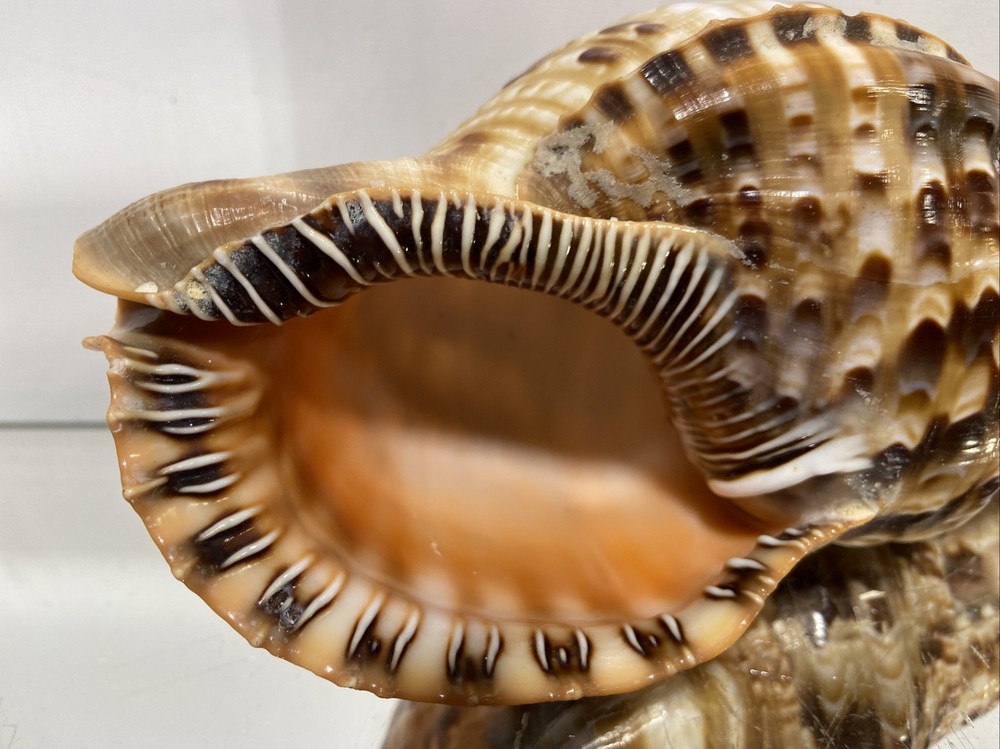 Seashell Large Size From Collection Rare and Beautiful