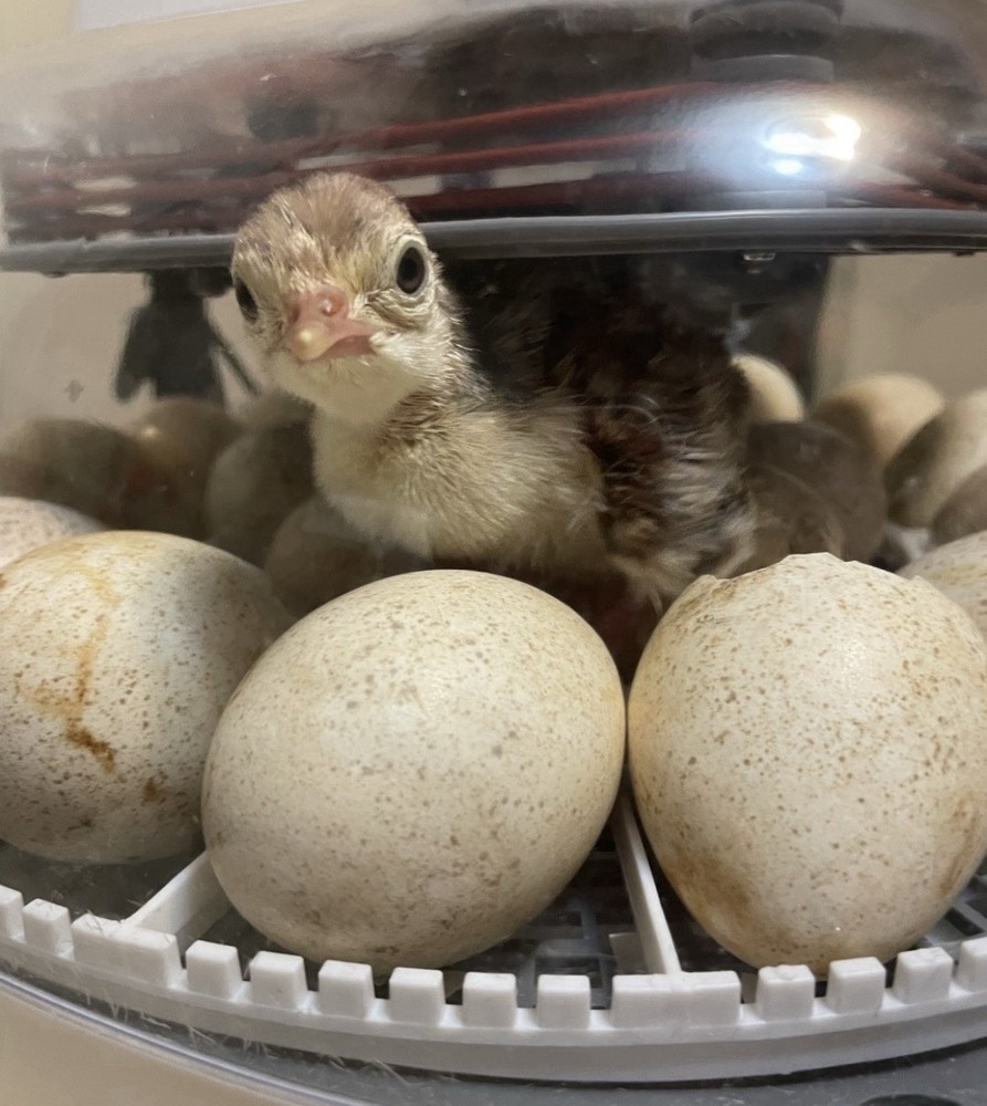 6 RIO GRANDE TURKEY EGGS