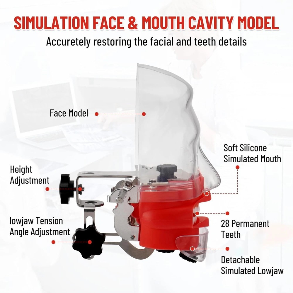 US Dental Simulator Mannequin Head Teeth Model Teaching Practicing Head Mold New