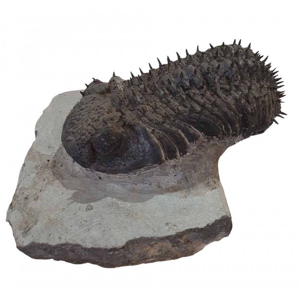 Trilobite fossils Drotops Armatus devonian morocco
