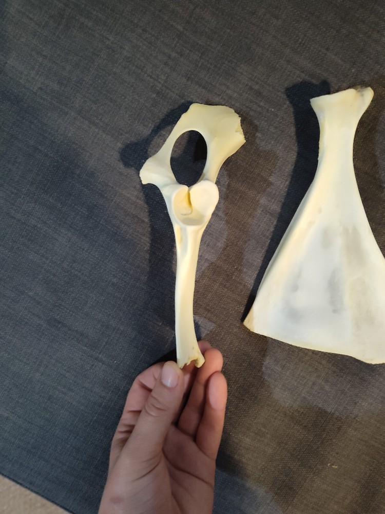 Scapula and Pelvic Bone from Unknown Animal