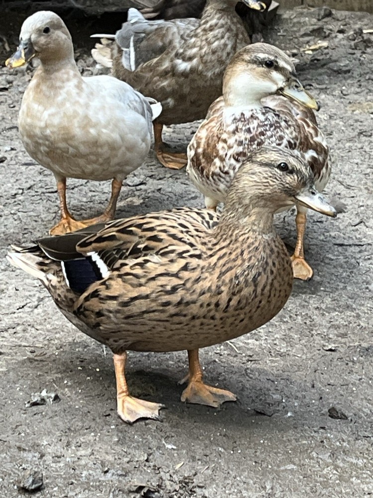 12 Call Duck Hatching Eggs.