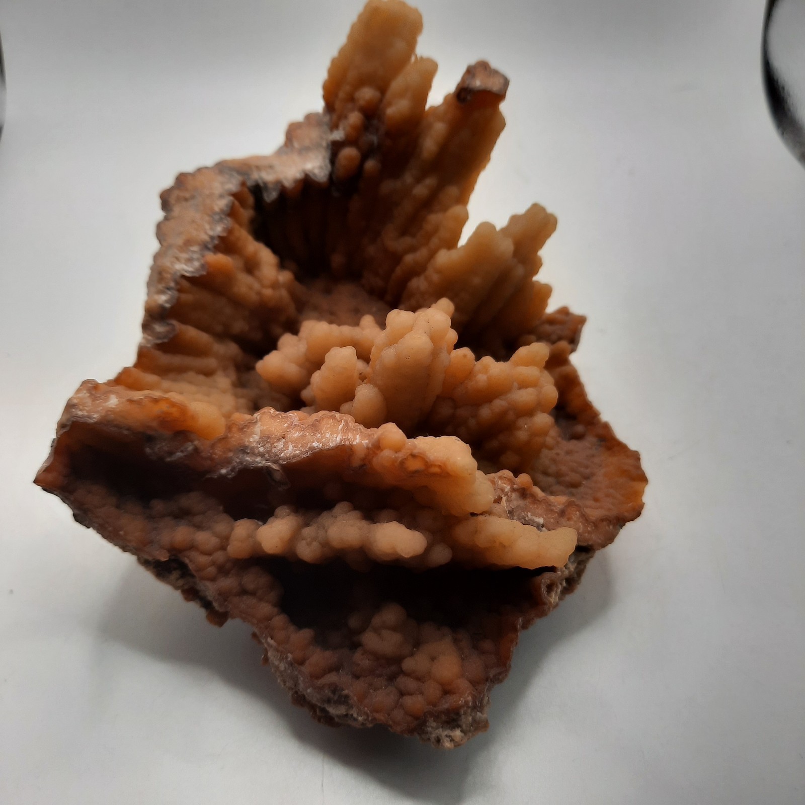 Botryoidal Agatized Coral Specimen , Suwanee River, Florida 6 x 4 1/2 x 3