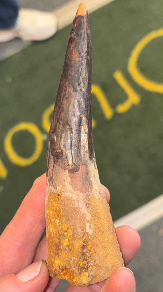 Authentic 5 5/8” Spinosaurus Tooth Fossil