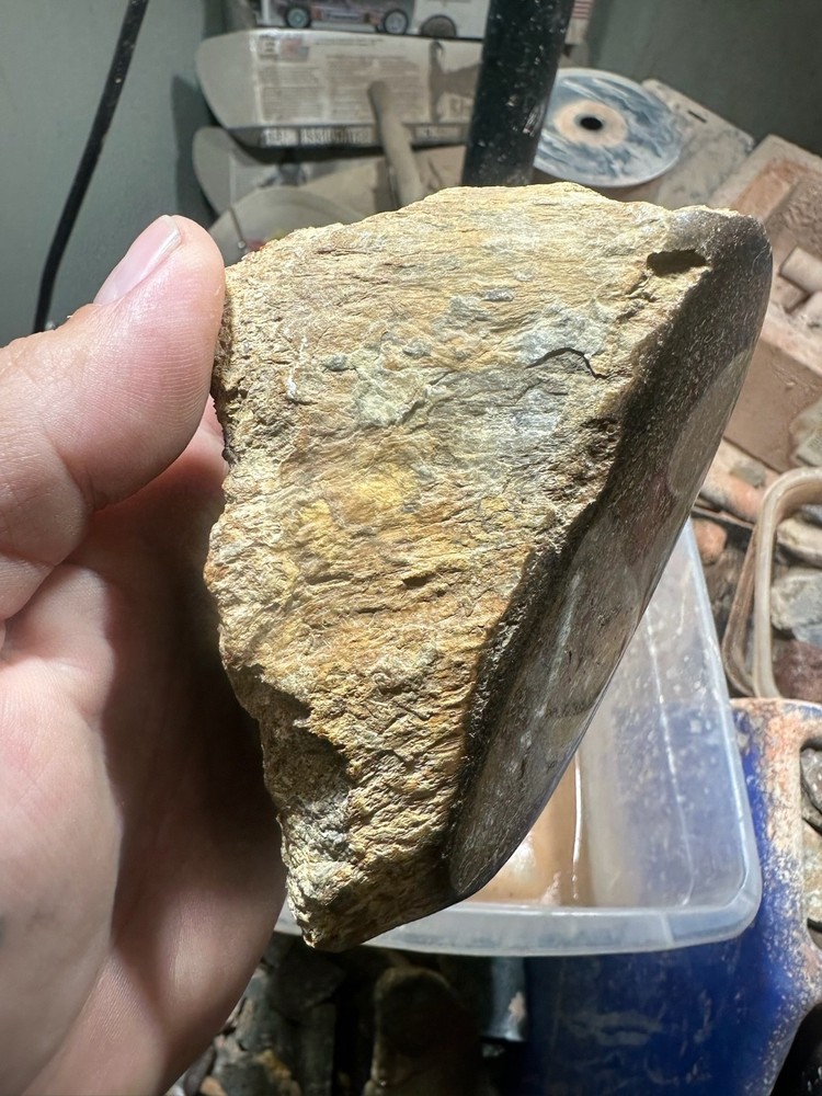 Dinosaur bone polished knuckle end cut specimen.