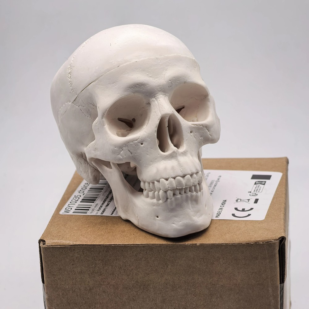 Table Human Skull Model - Anatomical Study Head for Medical Teaching, 3D Anatomy