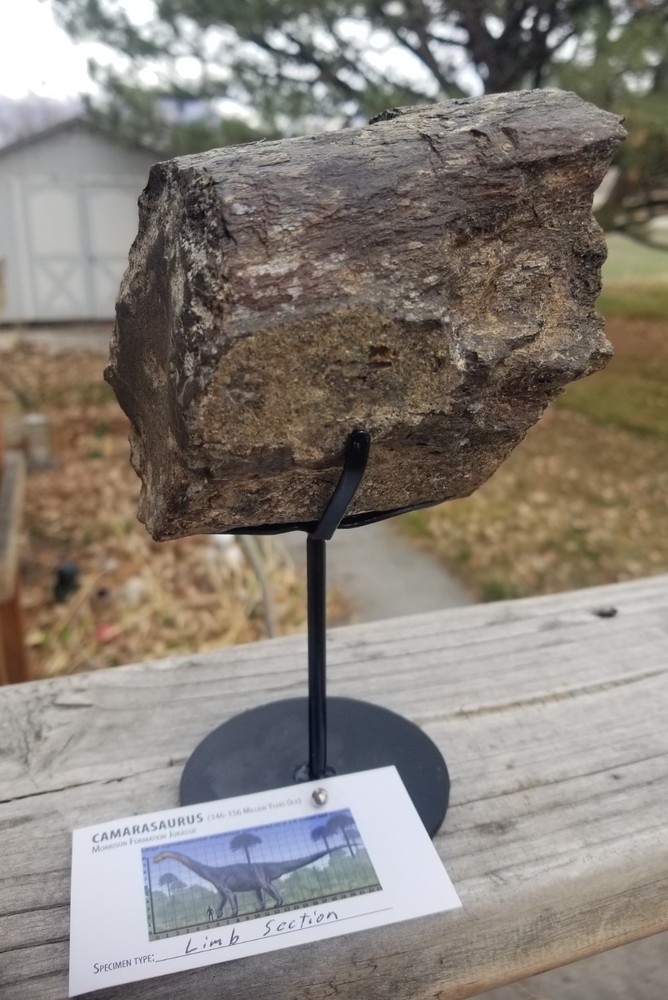 Nice Camarasaurus Limb Section Fossil Dinosaur Jurassic Morrison CO Recent Dig