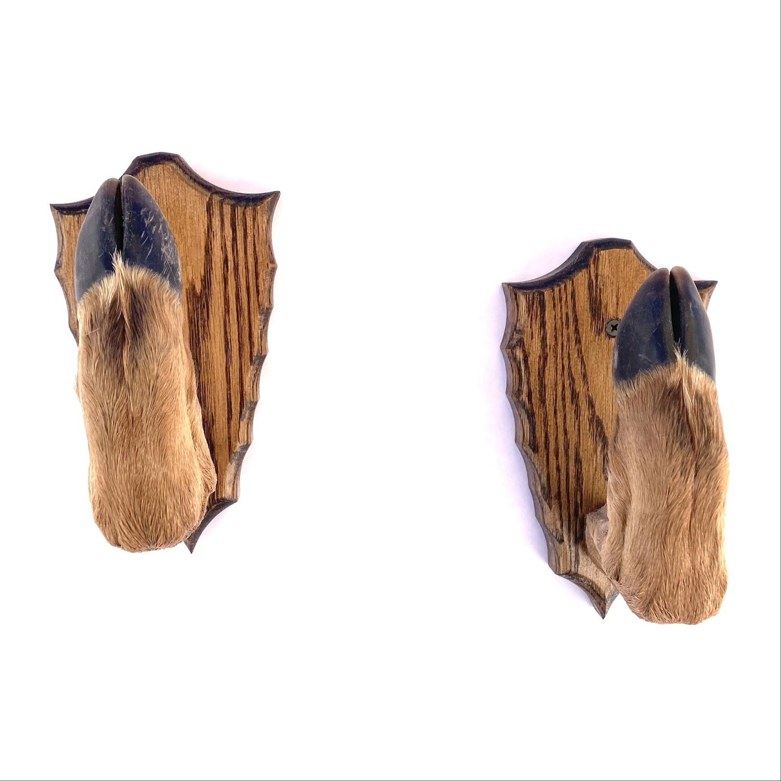 Taxidermy Deer Hoof Foot Feet Gun Rack on Oak Arrowhead Plaques Gunrack