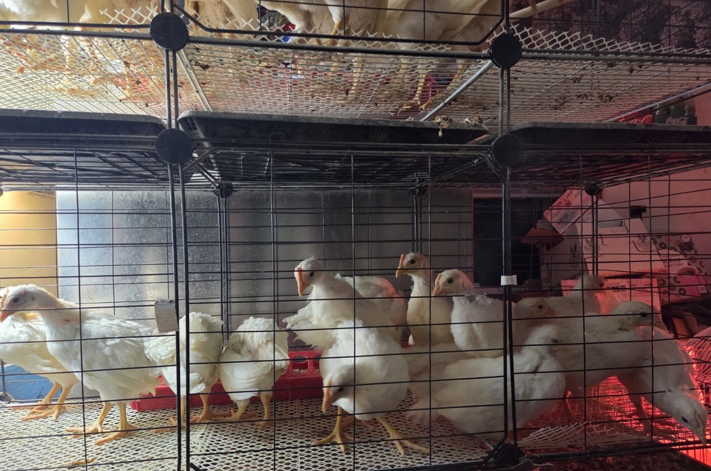 6+ Purebred White Leghorn Chicken Hatching Eggs