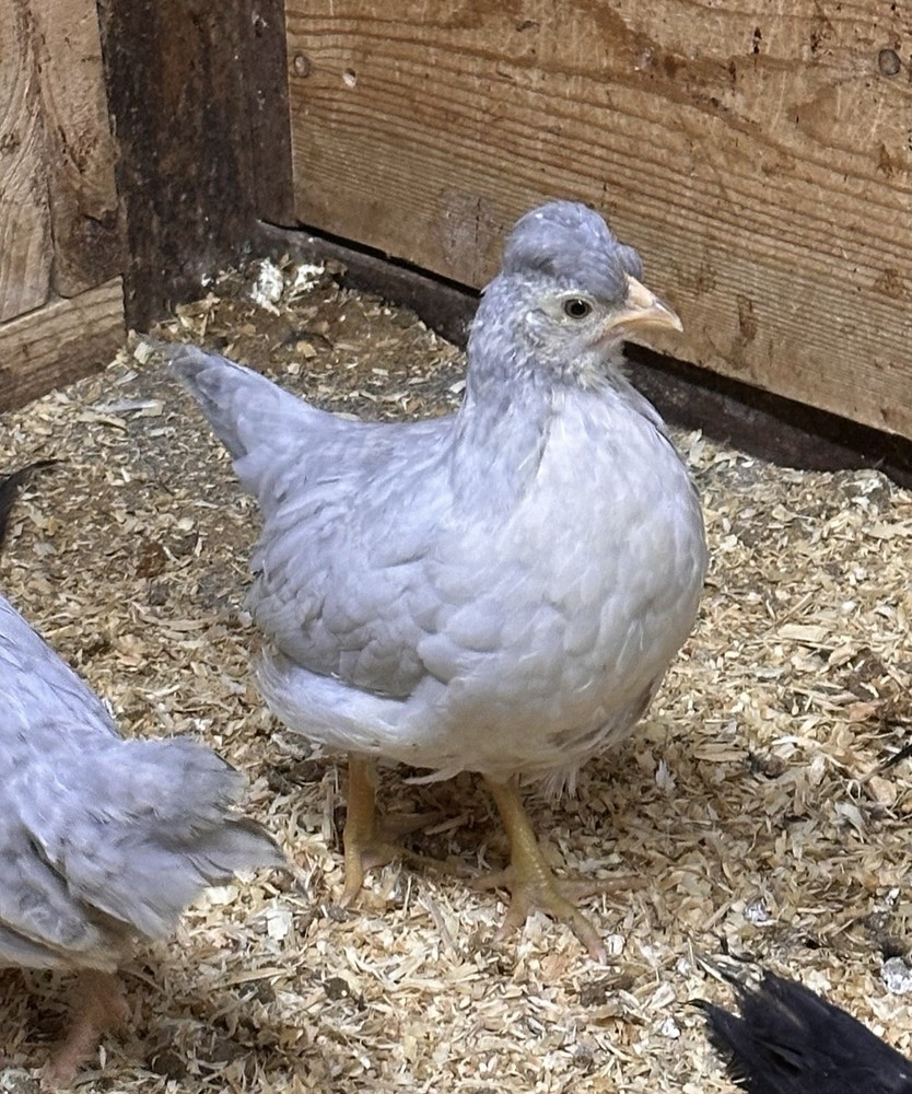 6+ Opal Legbar Hatching Eggs