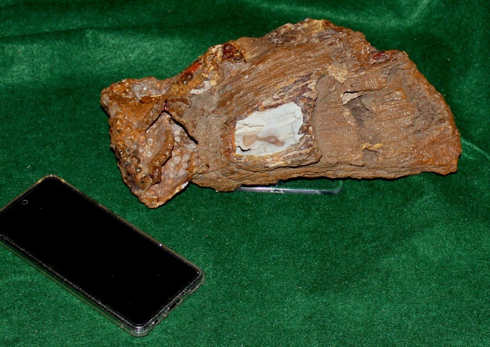 Large Agatized Coral Pseudomorph from Withlacooche River, GA