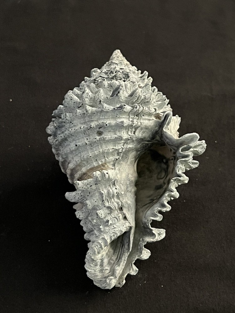 EXTINCT Fossilized VASE Shell From Central Florida & BONUS Shell.