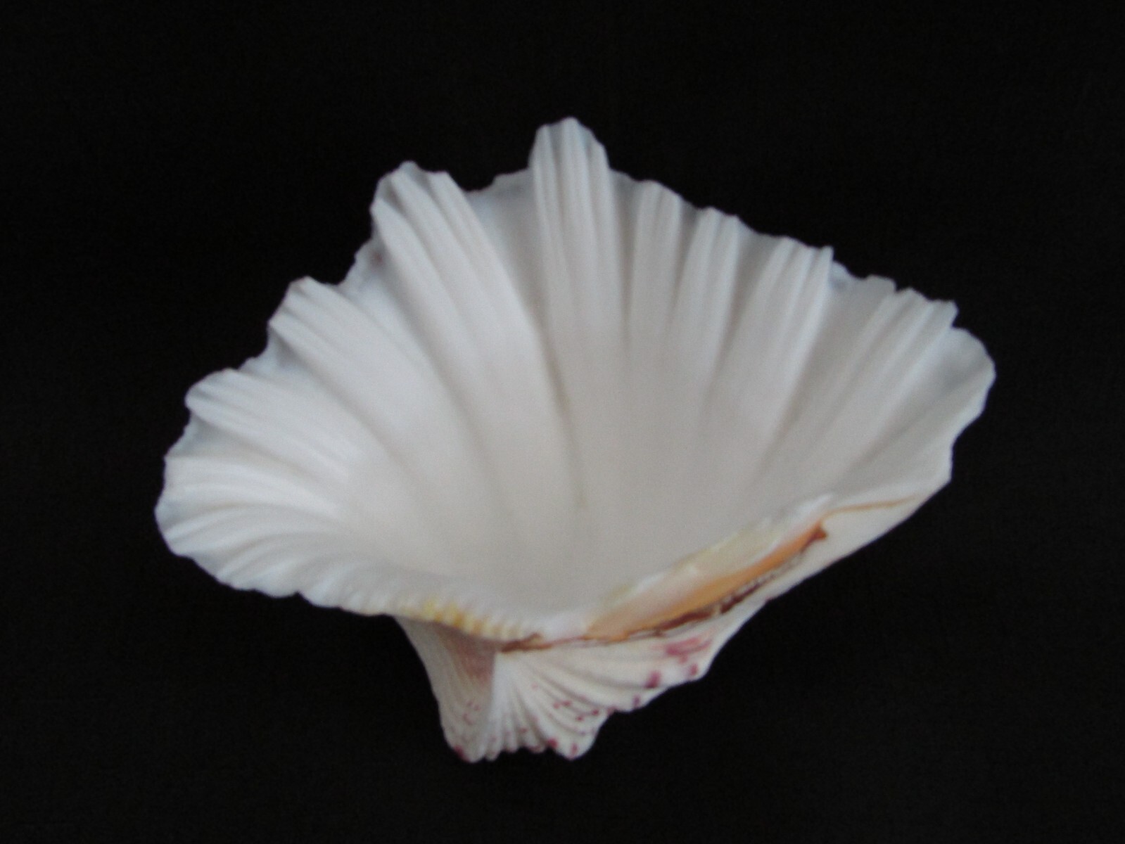 Genuine Bear Paw Hippopus Clam 6.5" x 5.5" Seashell EUC