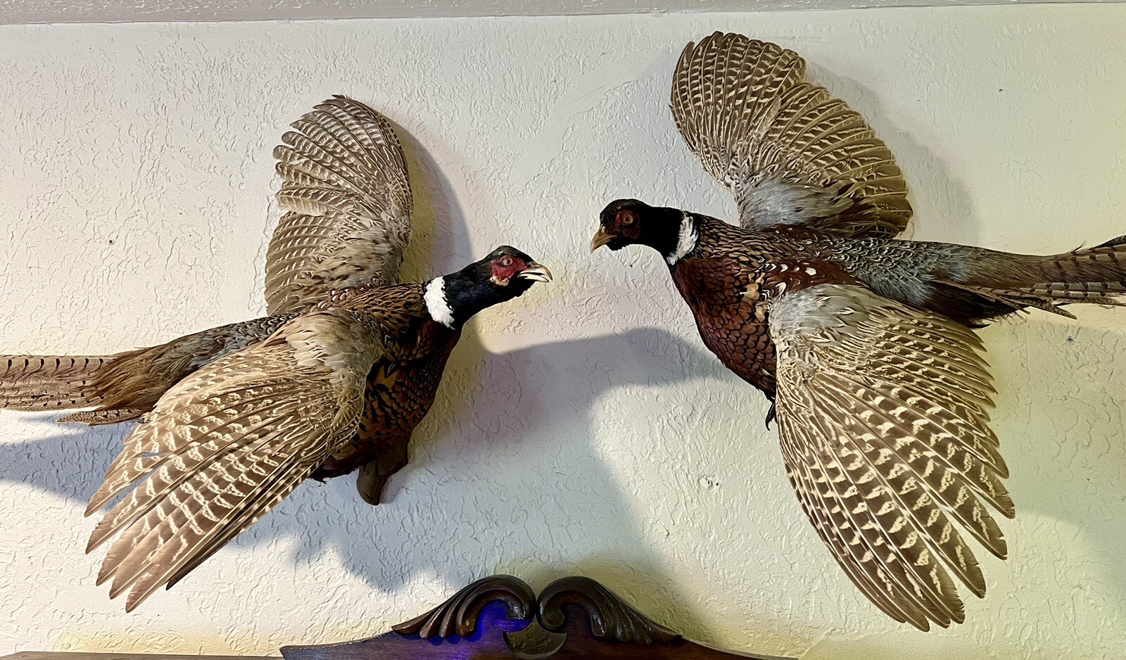 Vintage PAIR Real Ringneck Flying Pheasants Wall Mounts Taxidermy LOCAL PICKUP