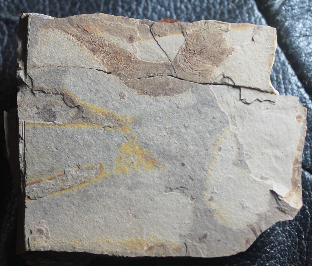 Clupea sardinites -  Oligocene fossil fish