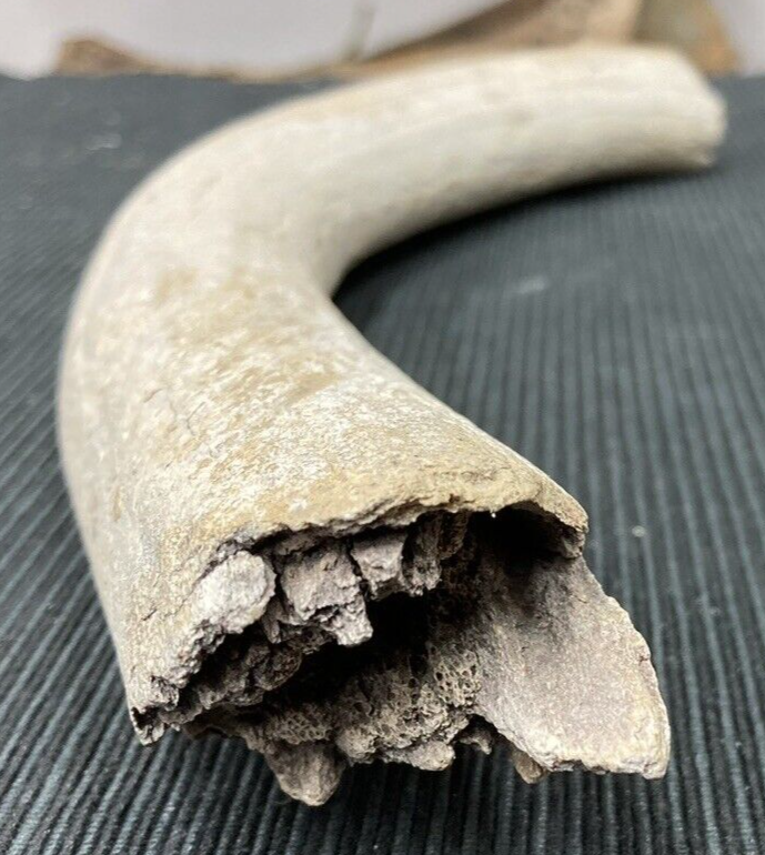 Large Fossil Specimen, Bone, 347mm